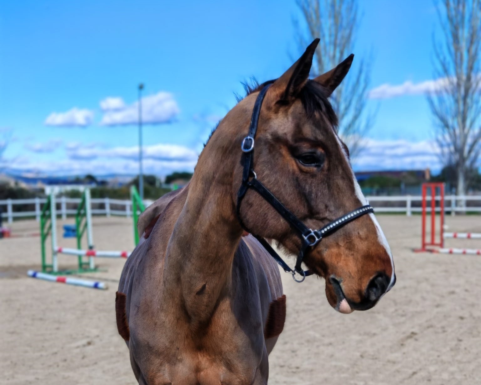 horse